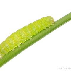 MYN Angle Shades Caterpillar 